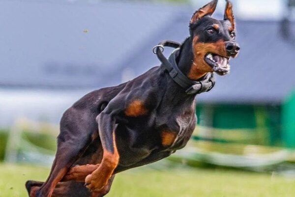 Is Doberman banned in India? A look into banned dog breeds