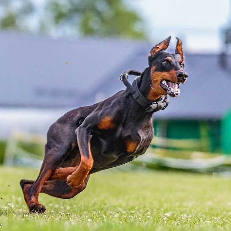 Is Doberman banned in India? A look into banned dog breeds