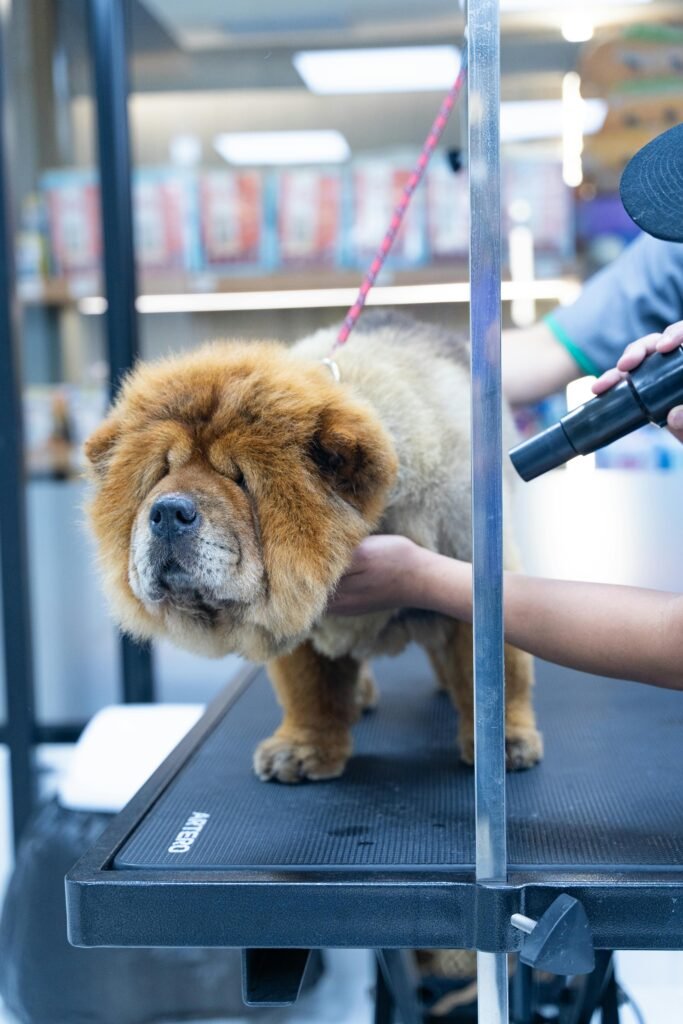 9 Most Expensive Dog Breeds in India Chow Chow