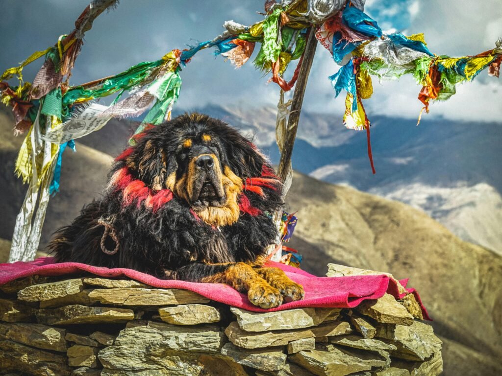 9 Most Expensive Dog Breeds in India Tibetan Mastiff