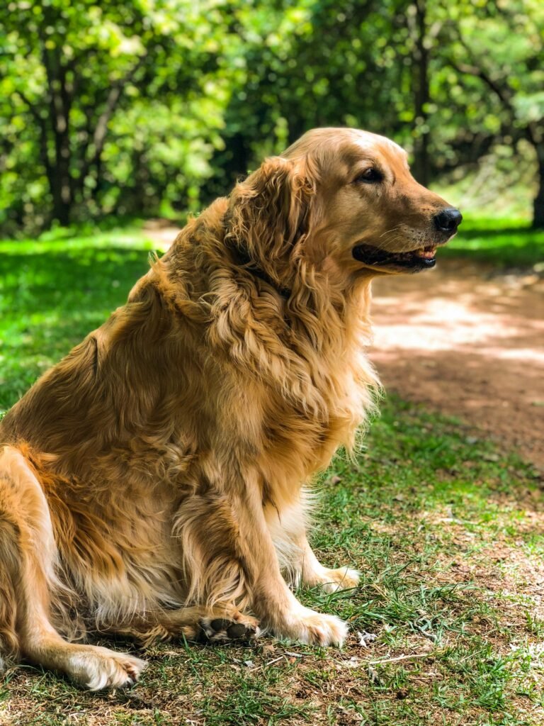 9 Most Expensive Dog Breeds in India Golden Retriever