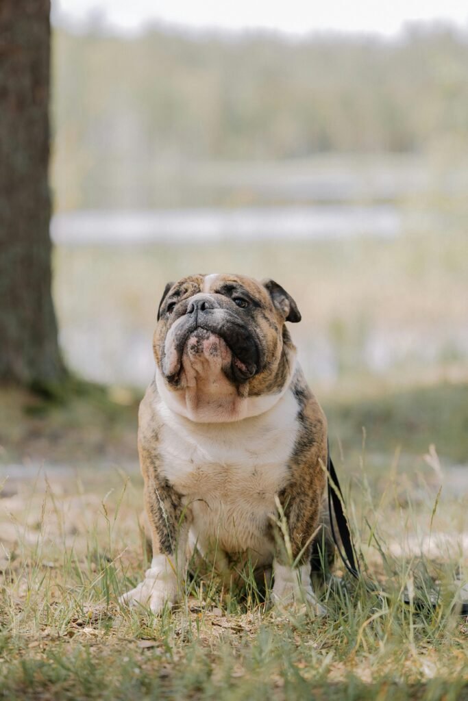 9 Most Expensive Dog Breeds in India English Bulldog