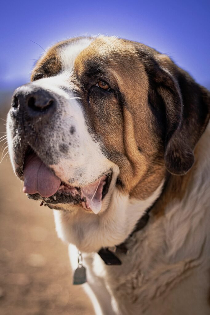 9 Most Expensive Dog Breeds in India Saint Bernard