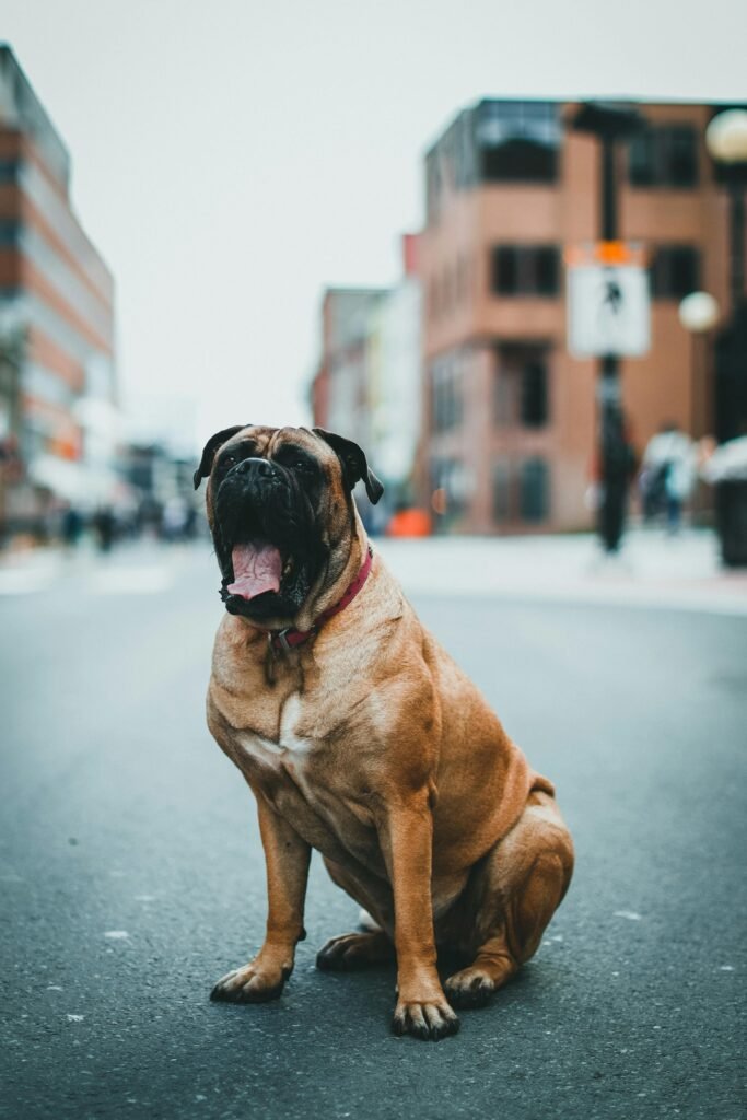 9 Most Expensive Dog Breeds in India  Mastiff 