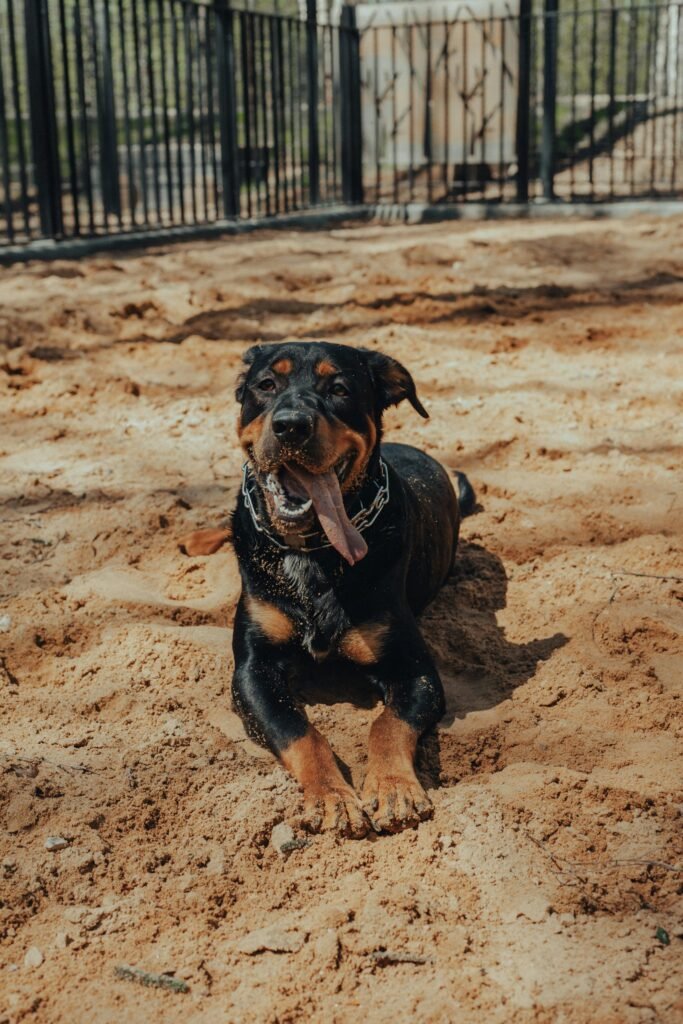 9 Most Expensive Dog Breeds in India Rottweiler 